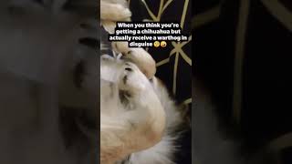 Chihuahua dog snorring loudly #cuteanimals #shorts #chihuahua