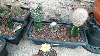 #cactocopiapoa#cactocomflor  Cacto Copiapoa