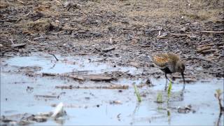 Biegus zmienny (Calidris alpina) - Mewia łacha