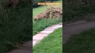 Billy The Fox in Training..... come on Billy...