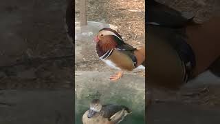 Amazing Beautiful bird at zoo #short