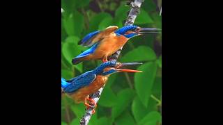 Superb birds.. through my cam… #birds #birdcalling #wildlife #birdsofparadise #birdsofindia #photo