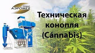 Сортировка технической конопли на аэродинамическом сепараторе САД | Аэродинамический сепаратор