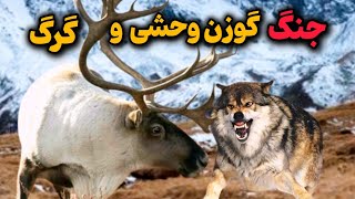 نبرد خطرناک گرگ و گوزن وحشی🔥| کدوم حیوان پیروز میشه؟