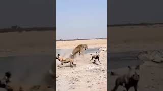 wild dogs attack lion | lion vs dog | the power of unity #wilddogs #shorts #youtubeshorts #ytshorts