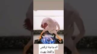 دجاجة ترقص