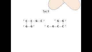 Gel Electrophoresis Restriction Digest Animation I CSIR NET Life Science I GATE LS I DBT JRF