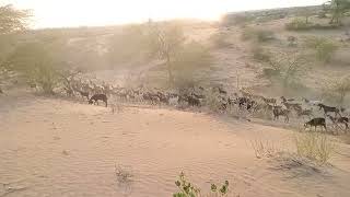 Desert Animals #goats crossing dunes