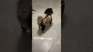 Сколько у Миши нарядов #шпиц #собака #юмор #забавные #прикол #funny #pets