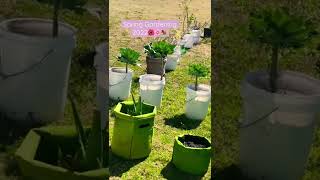 #springgarden #2022 #containergardening #collards #fyp #garden #peachtree #appletree #kale