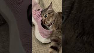 Cat loves pink shoe. Grayson 💗 Allbirds #gsp160 #B4L listening to Disco Biscuits RiM WIC OTPR Hea?