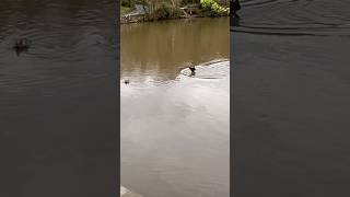 Mandarin ducks in Thornton Hough, Wirral #nature #mandarinduck #wirral #uk