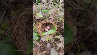 She Find Comfort With Us...#nest #nightingale #bulbul #birdsegg #birds #nesting #sweethome #guest