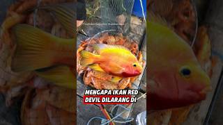 RED DEVIL SI IKAN INVASIF🇮🇩