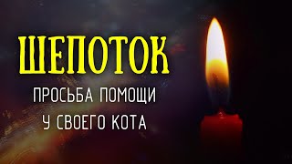 Магия кошки. Просим помощи у своего кота