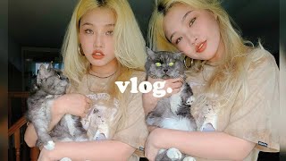 VLOG : 이사후 첫 브이로그/캣폴조립/허챠밍과 저녁식사/궁금님의 여름파스타와 스테이크