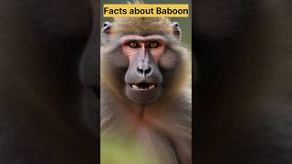 #didyouknow ? facts about Baboon #facts #youtubeshorts #yshorts #viral