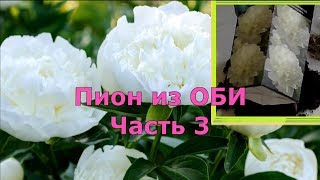 Пион из ОБИ (Часть 3)