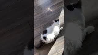 Coconut the cat ≧◉ᴥ◉≦ tries to catch it