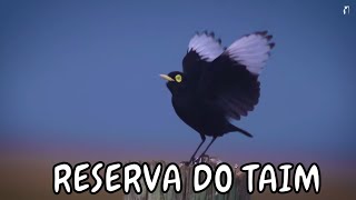 Observação de aves - Expedição Mata Atlântica - Reserva do Taim  RS - Ep 1