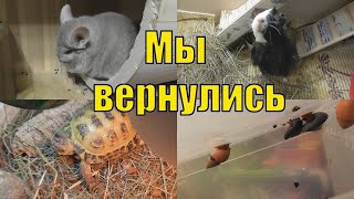 МОРСКИЕ СВИНКИ/ ШИНШИЛЛЫ/ЧЕРЕПАХА И УЛИТКИ