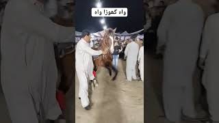 واہ گھوڑا واہ لاجواب گھوڑا ڈانس #trending #horse