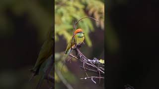 Asian green bee-eater Bird EP.16 #birds #birdsounds #birdspecies #nature #birdsmusic