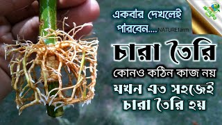 চারা তৈরি কোন কঠিন কাজ নয় | কলম করার সবচেয়ে সহজ পদ্ধতি | Grow lemon cutting faster | NATURE farm