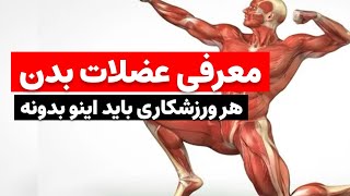 عضلات بدنت رو بشناس #ورزش #ورزشکاران  #عضله #sports