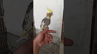 Hand tame cockatiel #birdslover #cockatielvoice #cockatiels #handfeedingbirds #pets #ytshorts