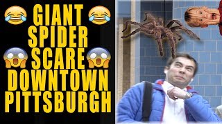 Giant Spider Scare Prank Downtown Pittsburgh