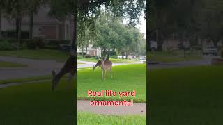 Real life lawn ornaments! Beautiful deer in subdivision! #short