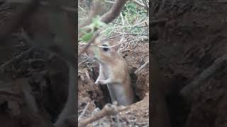 RAT trying to come out of her hole | எலி அதனுடைய பொந்திலிருந்து வெளிவர முயற்சிக்கிறது