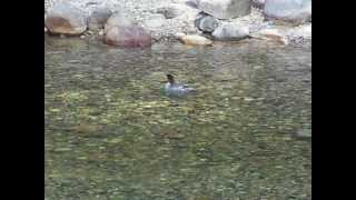 Common Merganser at Wawona 4/4