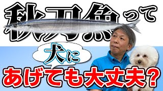 【ただいま!! 1年ぶりの動画配信】秋の味覚 さんまは犬にあげても大丈夫？愛犬に季節の食べ物をあげたい飼い主さんへ