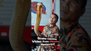 Malaysian King Cobra 🐍 Viral Video!!Snake Catching Video from Malaysian Restaurant#viralvideo#viral