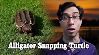 CRAZY Alligator Snapping Turtle Bites ur Dick Off!