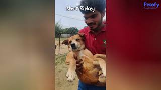 Now Rickey Can Finally Run 🐾 | Wheelchair Donated to a Paralyzed Dog | Petofy