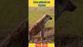 Hayena vs Loins #animals #wildanimals #shortsviral