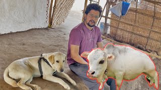 मोगली बनगया छोटी गाय😱😱😱#baawalechorevlogs #cowvlog #cowlover #dailyvlog #baawalechorecows