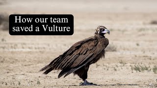 Vulture Rescue and Rehabilitation: Darcy's Story