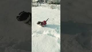 pitbull in snow