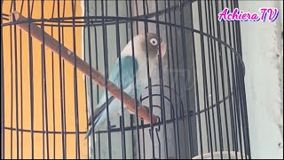 🦜Suara Burung Berkicau Paling Pecicilan😂