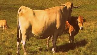 Vache aubrac léchant son veau .MOD