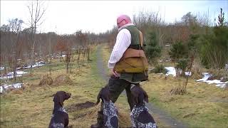 Gundog Training, Memory with stop and recall and send back on whistle