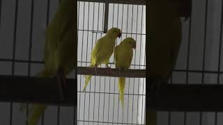 Yellow ring neck pair | ring neck mutation #ringneckparrot #ringneckparakeet