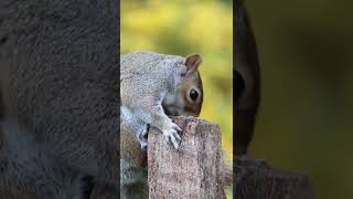 Squirrel on a wood. #wildlife #squirrel #shortvideo #shorts