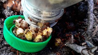 ✅ HORMIGAS 🐜 distraídas  para que no se COMAN las PLANTAS | ALTERNATIVA 1🌱