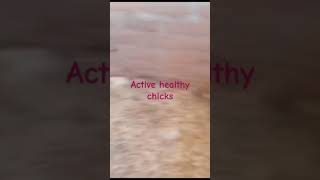 Active Healthy Chicks