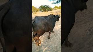 "BBB" Big Black Buffalo in desert hot 🏜️. #yshots #buffalo #yshorts